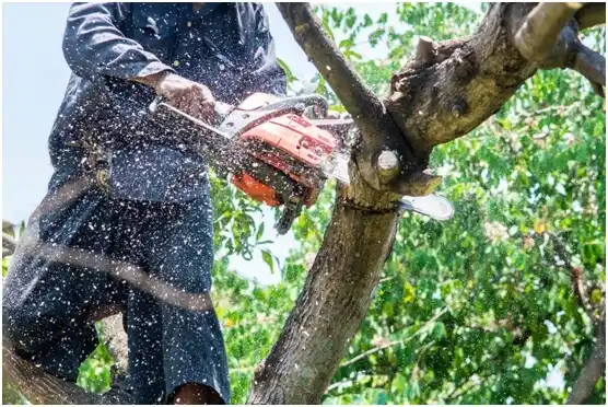 tree services Kiowa